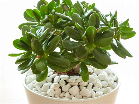 Jade Plant Care Instructions: How To Care For A Jade Plant