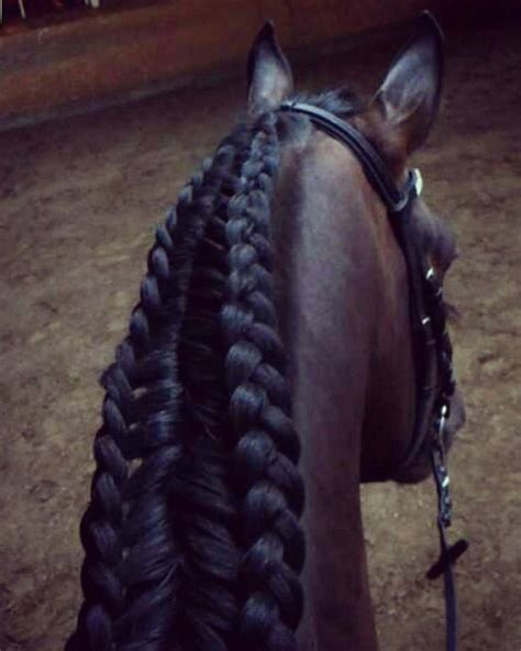 15 Horse Braids That Are Beyond Beautiful – Page 5 – iHeartHorses.com | Horse braiding, Horse ...