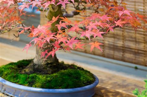 Weeping Japanese Maple Bonsai