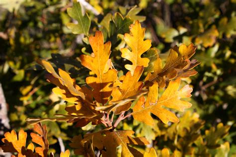 Golden Fall Scrub Oak Leaves Close Up Picture | Free Photograph | Photos Public Domain