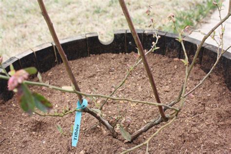 PLANTanswers: Plant Answers > Blueberry Plant Pruning at time of planting.