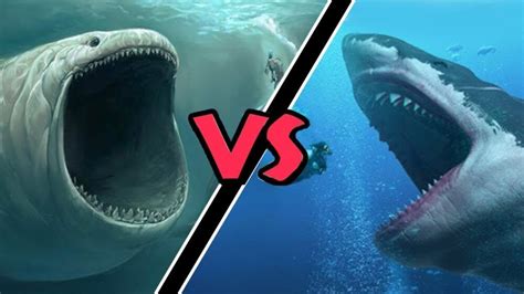 Megalodon Vs Blue Whale Who Will Win : Facts About Megalodons Discovery Channel Documentary ...