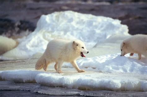 Arctic Fox Adaptations | Habitat And Behavior - WildLifeGrow