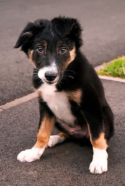 welsh sheepdog photo | Welsh Sheepdog | Herding Dogs Herding Dogs Breeds, Welsh Sheepdog, Puppy ...