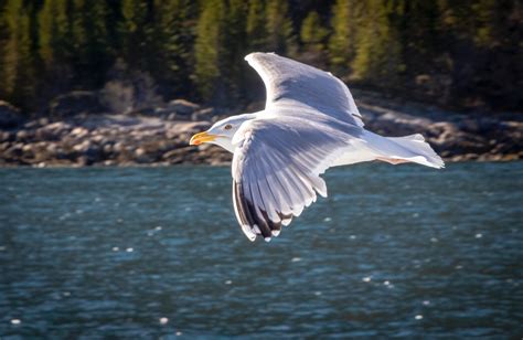 Close-Up Shot of a Seagull Flying · Free Stock Photo