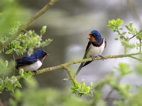 Swallow Bird Symbolism And Spiritual Meaning - Faith3