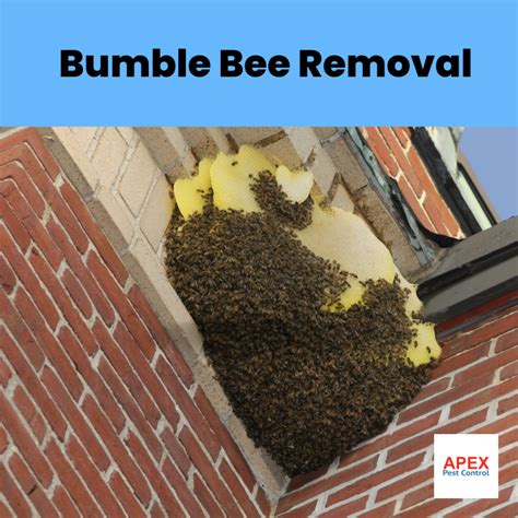 How Does a Bee Nest Removal Work? | Apex Pest Control