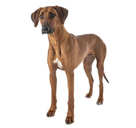 Rhodesian Ridgeback Dog Breed Information | Purina