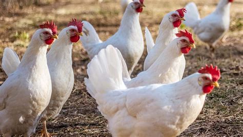 Leghorn Chicken: An Overview - The Happy Chicken Coop