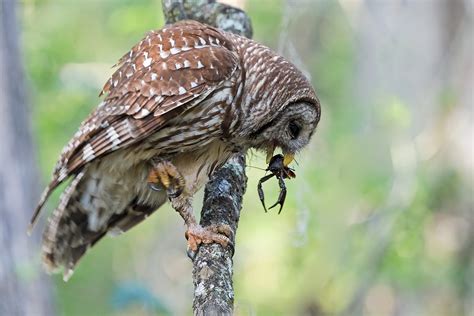 Barred Owl – Facts, Size, Sounds, Habitat, Pictures