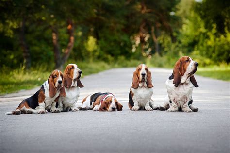 Basset Hound Wallpapers - Wallpaper Cave