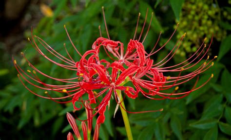 SGHS | Spider Lily (Lycoris radiata)