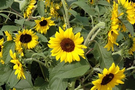 Ballad Annual Sunflower (Helianthus annuus 'Ballad') in Reno Sparks ...