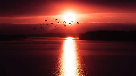 Flying birds over Sunset 4K Wallpapers | HD Wallpapers | ID #28702