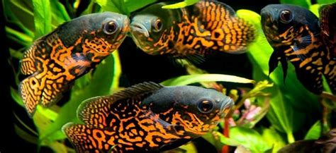 15 Popular Types of Oscar Fish