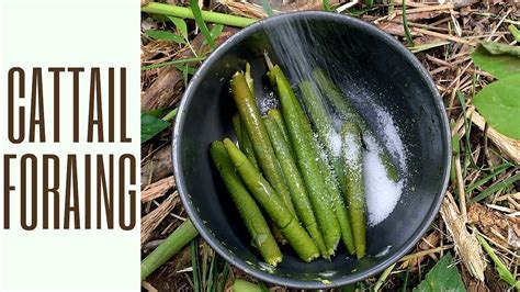 Cattails Plant: How to Eat & Cooking in the Wild 野炊香蒲 - YouTube