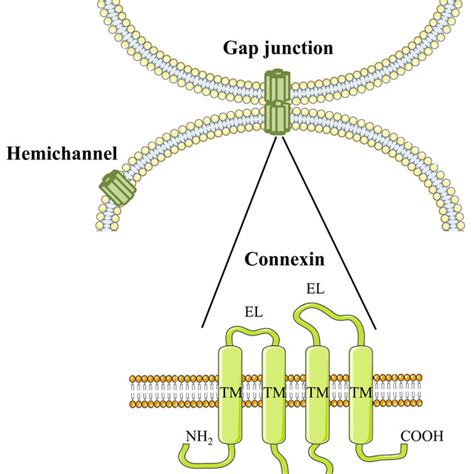 (PDF) Structure, Regulation and Function of Gap Junctions in Liver