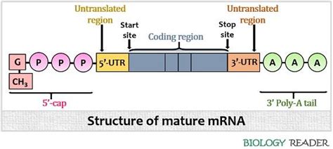 Mrna Molecule Diagram