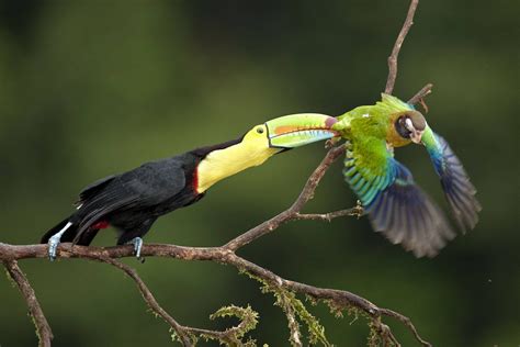 🔥 Toucans are opportunistic predators that occasionally prey upon lizards, frogs, bats, and ...