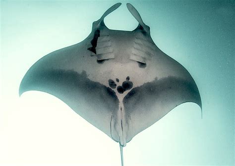 Scientists Discover More Than 22,000 Endangered Manta Rays off Coast of Ecuador - Yale E360