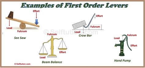 Types of Levers: First, Second & Third Order Examples » Selftution