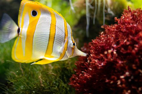 18 Saltwater Aquarium Fish for Beginners | TheGearHunt