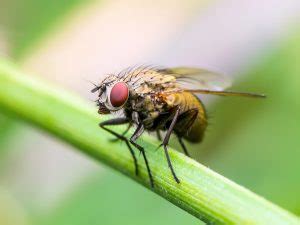 Fly Facts, Types, Classification, Habitat, Diet, Adaptations