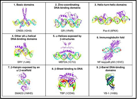 What are Transcription factors - geneXplain