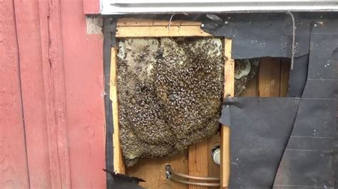 Bees in a wall. Removal and relocation. - YouTube