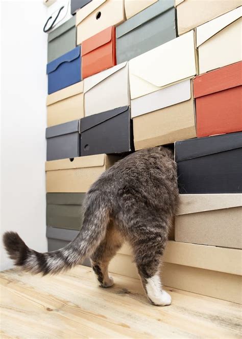 Funny Cat Playing Hide and Seek or Curious, he Climbed into a Pile of ...