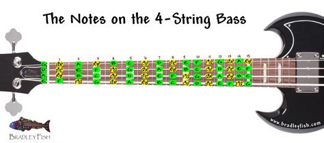 The Notes on the 4-string BASS + Worksheet! - Bradley Fish