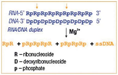 Thermo Scientific RNase H (5 U/ L):Enzymes and Inhibitors:Modifying Enzymes | Fisher Scientific