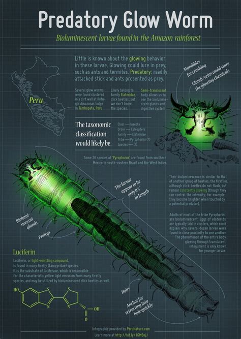 Photos: A Green Glow Worm from the Amazon | Live Science