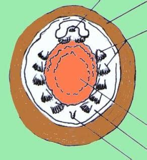 monoplacophora - JungleKey.fr Image