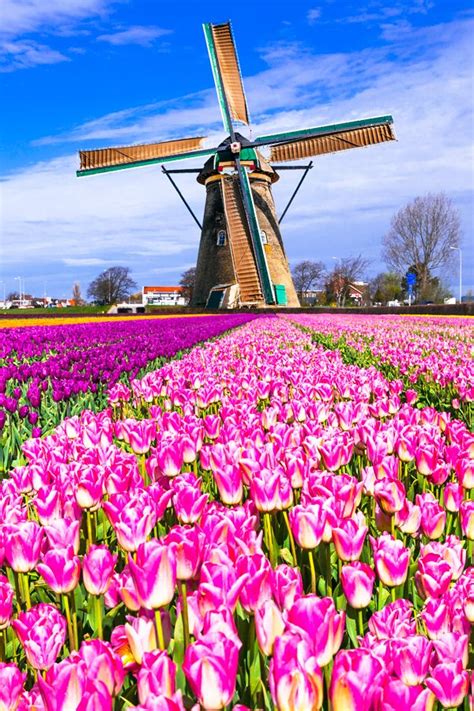 The best time to travel to Amsterdam is during tulip season with Viking Cruises! Explore fields ...