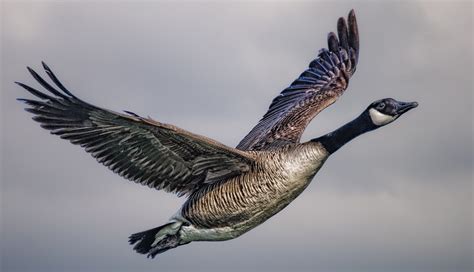 canada goose in flight – Stan Schaap PHOTOGRAPHY