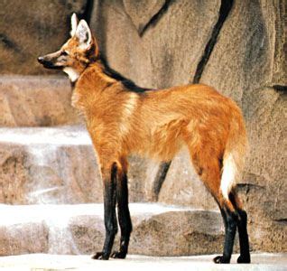 Maned wolf | Endangered Species, Nocturnal Predator, South America | Britannica