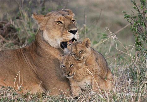 Lion Cubs and Mom Photograph by Chuck Hanlon - Fine Art America