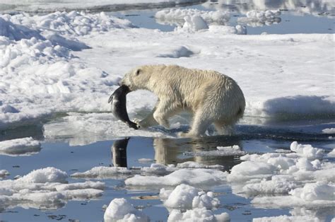 Biggest Polar Bear Ever Recorded - American Oceans