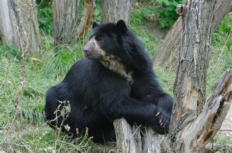 Albino Bears Are a Sight to Behold - Wide Open Spaces