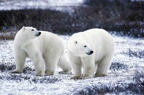 The Dying Polar Bear as a Result of Ice Melting in Antarctica - Living ...