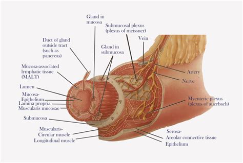 Layers of the Gastrointestinal Tract – Nursing Lecture