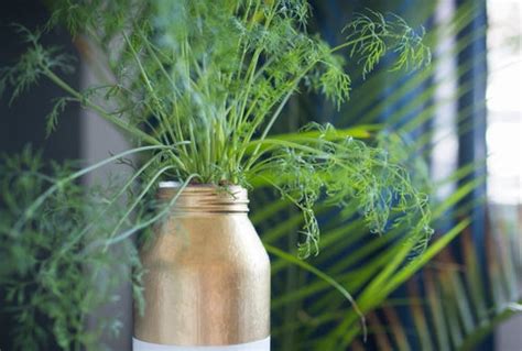 How to Grow Dill Indoors – Urban Leaf