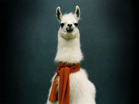 Llama Desktop Wallpapers - Top Free Llama Desktop Backgrounds ...