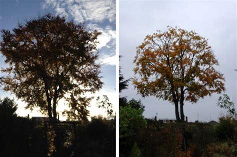 Tree Pruning: Various Methods Used To Prune A Tree