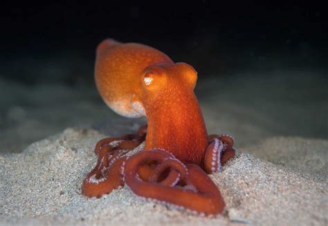 Southern Sand Octopus - OctoNation - The Largest Octopus Fan Club!