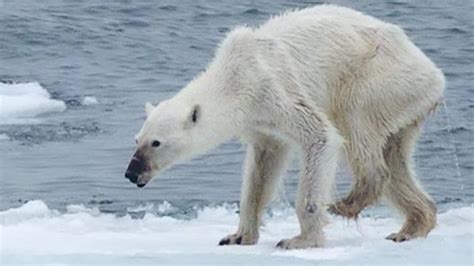 Emaciated polar bear, what's to blame? - CNN Video