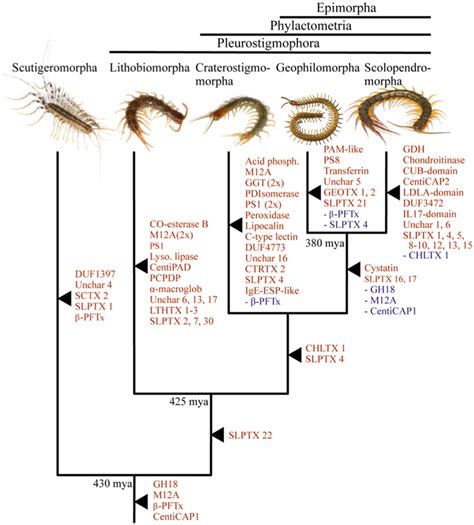 The evolutionary history of centipede venom composition. Order-level ...