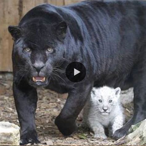 Rare Albino Two Jaguar Cubs Born From Black Mother In Aschersleber Zoo: So Adorable (Video)