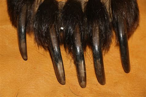 Grizzly Bear Claws – P&D International Furtraders